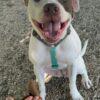 Margot - Un Anno (nata indicativamente il 1 Giugno 2024)  - Mix Amstaff  - Taglia: Media   Foto 2
